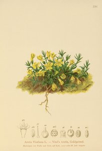 Golden Primrose by German School